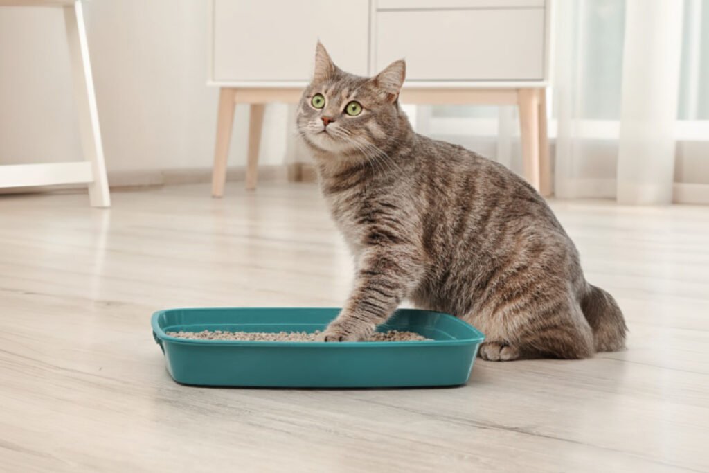 Top arenas aglomerantes para gatos